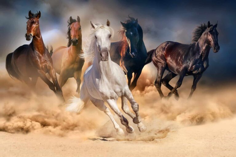 chevaux désert