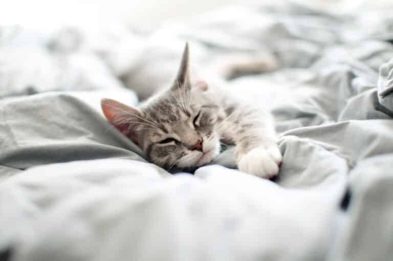 chat dormir