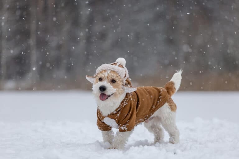chien pull
