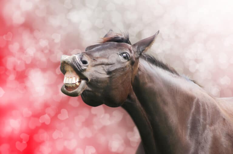 cheval dents
