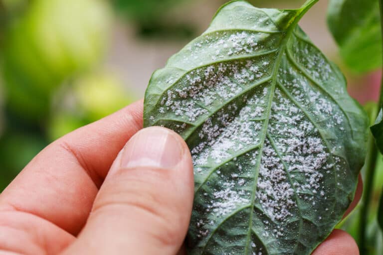 Insectes nuisibles, pucerons, tétranyque sur feuilles de poivron attaquées, parasites ravageurs plantes potager serre jardin
