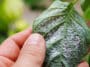 Insectes nuisibles, pucerons, tétranyque sur feuilles de poivron attaquées, parasites ravageurs plantes potager serre jardin