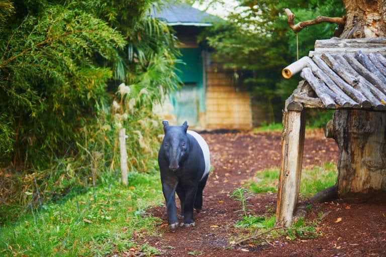 tapir zoos animal sauvage protéger espèces danger