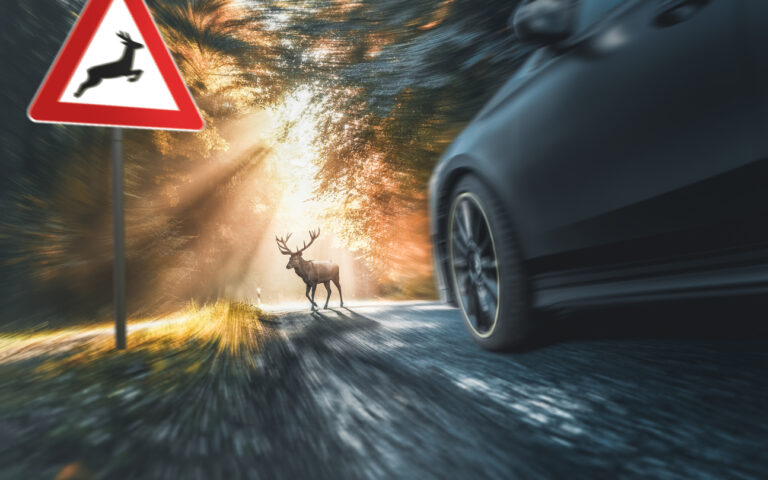 Cerf animal sauvage traverse une route de campagne accident collision choc