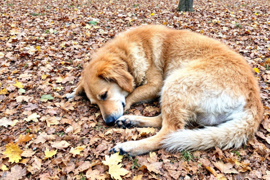 Pourquoi gronder son chien dans certaines situations aggrave ses troubles