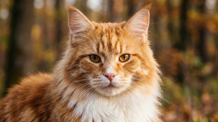 À quel âge les chatons perdent leurs dents de lait ? Le calendrier dentaire félin