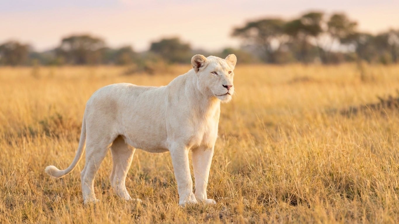 Animaux albinos célèbres : 20 spécimens blancs qui ont marqué l'histoire