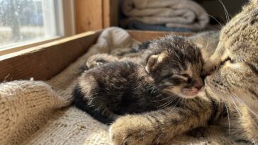 Développement du chaton : les étapes clés de sa croissance