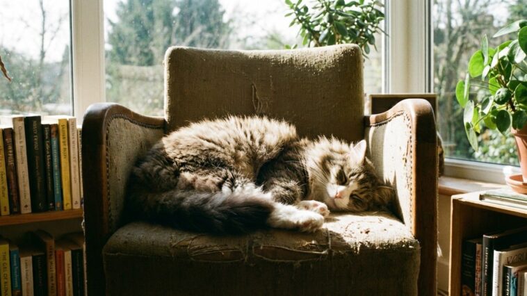 Chiens de randonnée : les races endurants pour les sentiers