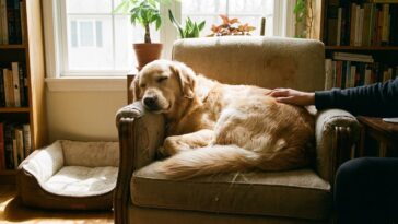 Animaux de compagnie pour appartement : les meilleures espèces adaptées