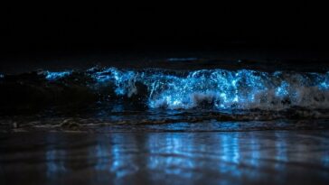 Animaux bioluminescents : ces créatures qui brillent dans l'obscurité