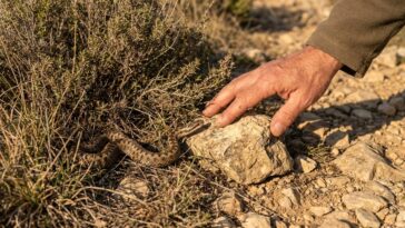 Animaux venimeux de France : quelles espèces craindre dans nos régions ?