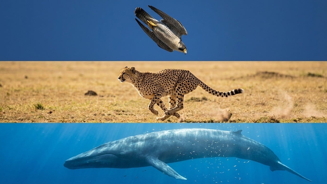 Records des animaux : les capacités extraordinaires du règne animal