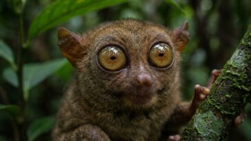 Caractéristiques physiques insolites des animaux : ces particularités qui défient la nature