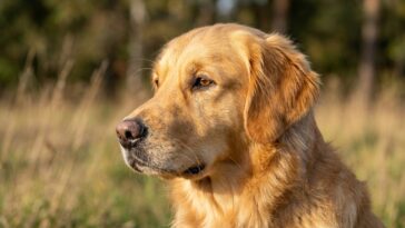 Les meilleurs chiens de garde pour maison avec jardin