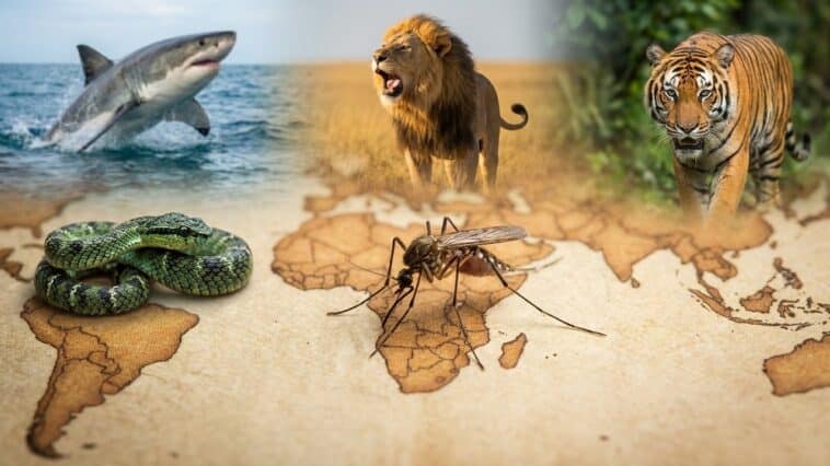 Animaux dangereux du monde : guide des espèces les plus redoutables par région