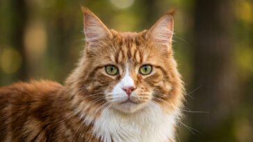 Allergie chez le chat : les traitements naturels qui fonctionnent