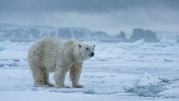 Animaux polaires : survivre dans les conditions extrêmes