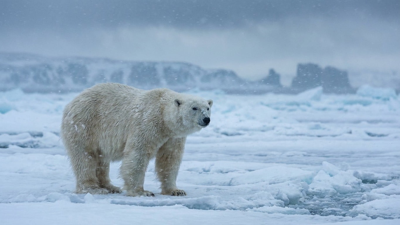 Animaux polaires : survivre dans les conditions extrêmes