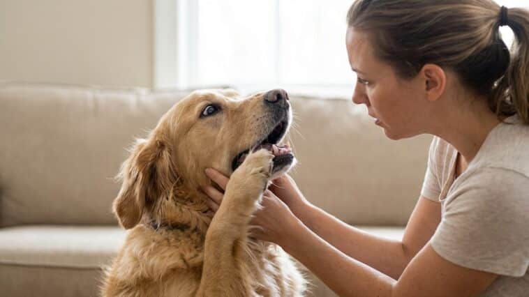 Étouffement du chien : gestes de secours essentiels