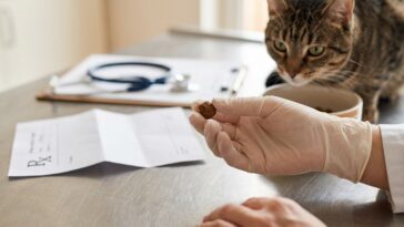 Croquettes vétérinaires pour chat : quand et pourquoi les utiliser