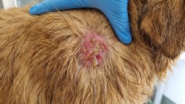 Hot spot du chien : soins d'urgence et guérison rapide