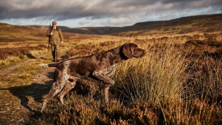 Races de chiens de chasse : du pointer au beagle, tous les chasseurs