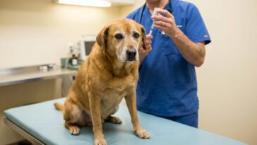 Rappel de vaccin pour chien adulte : lesquels sont obligatoires