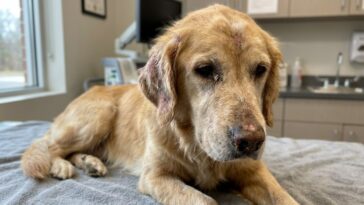 Leishmaniose canine : signes cliniques et prise en charge