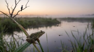 Animaux en danger : espèces menacées et actions de conservation