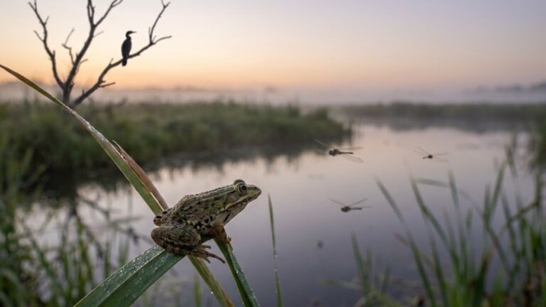 Animaux en danger : espèces menacées et actions de conservation
