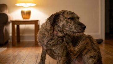 Chien qui se gratte sans puces : causes et remèdes