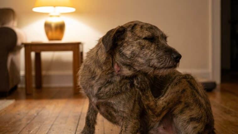 Chien qui se gratte sans puces : causes et remèdes