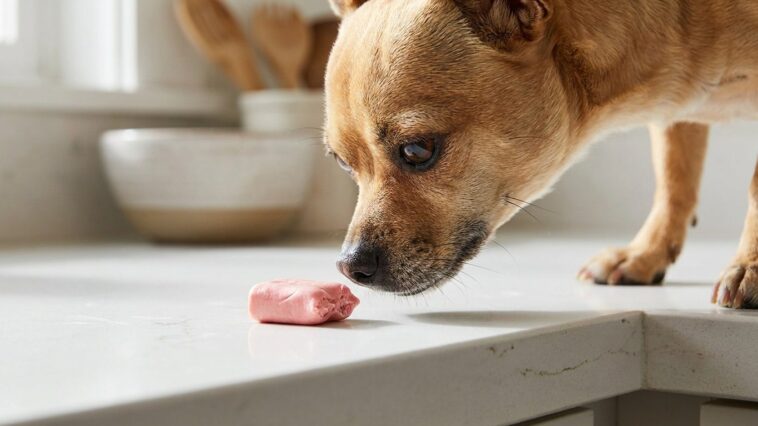 « Ce n'est qu'un chewing-gum, il n'a rien avalé de grave » : ce que le xylitol déclenche vraiment dans le sang d'un chien ...