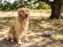 « Elle est légère, il la garde sans broncher » : ce qu'une muselière-tube fait vraiment au halètement d'un chien par 30 °C