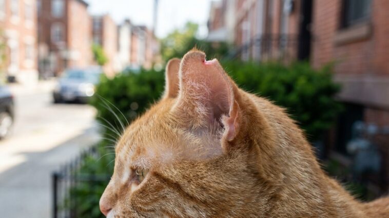 « Il a le bout de l'oreille coupé, quelqu'un lui a fait du mal » : ce que cette entaille nette dit vraiment du chat de vot...