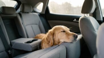 « Il est calme, il ne bouge jamais en voiture » : ce qu'un chien de 20 kg devient vraiment à 50 km/h au moment du freinage