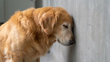« Il fait ça depuis qu'il est vieux, c'est une habitude » : ce que ce front posé contre le mur annonce vraiment chez un chien