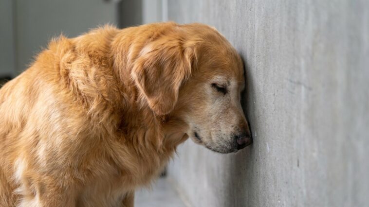 « Il fait ça depuis qu'il est vieux, c'est une habitude » : ce que ce front posé contre le mur annonce vraiment chez un chien