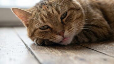 « Il finira bien par manger quand il aura faim » : ce qui se déclenche vraiment dans le foie d’un chat au troisième jour