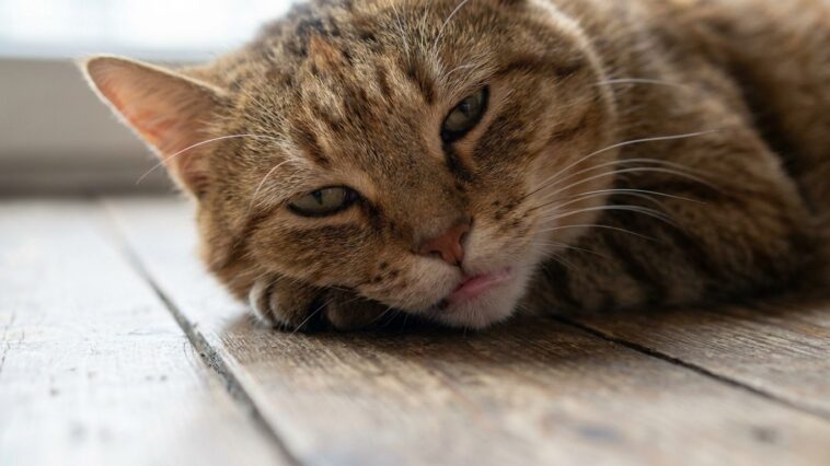 « Il finira bien par manger quand il aura faim » : ce qui se déclenche vraiment dans le foie d’un chat au troisième jour