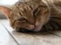 « Il finira bien par manger quand il aura faim » : ce qui se déclenche vraiment dans le foie d’un chat au troisième jour