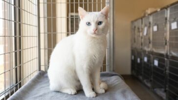 « Il ne vous ignore pas, il ne vous entend pas » : ce que la robe blanche et les yeux bleus de ce chat de refuge cachent v...