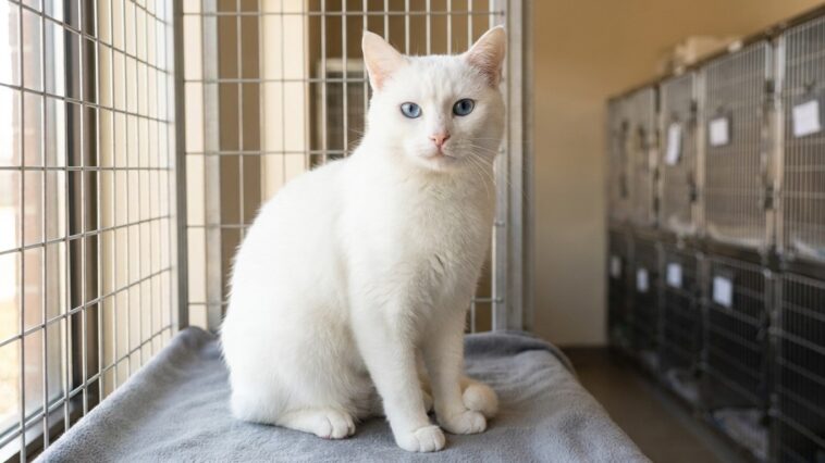 « Il ne vous ignore pas, il ne vous entend pas » : ce que la robe blanche et les yeux bleus de ce chat de refuge cachent v...