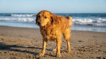 « J'ai emmené mon chien se baigner dans les vagues toute la matinée » : aux urgences vétérinaires, on m'a expliqué ce que ...