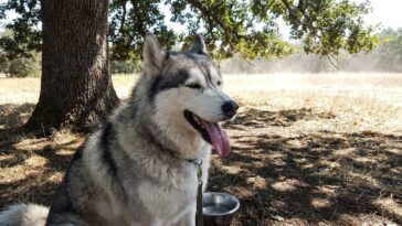 « J'ai fait tondre mon husky pour l'aider à supporter la canicule » : chez la toiletteuse, on m'a expliqué pourquoi je ven...