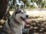 « J'ai fait tondre mon husky pour l'aider à supporter la canicule » : chez la toiletteuse, on m'a expliqué pourquoi je ven...