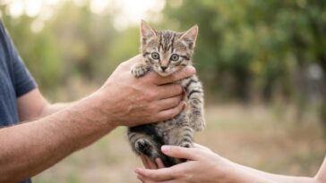 J'ai récupéré un chaton chez un particulier sans puce électronique en pensant régulariser plus tard : personne ne m'avait ...