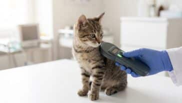 J'avais économisé 250 € en récupérant un chaton donné sur une annonce : mon vétérinaire a sorti un devis avec trois lignes...