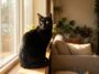 « J'étais venue pour un chaton roux et je suis repartie avec le chat noir du fond » : ce que la bénévole m'a montré sur so...